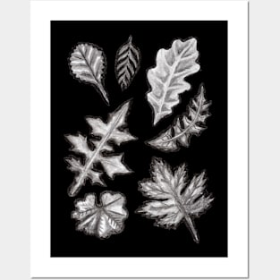 Grayscale Botanical Wildflowers Posters and Art